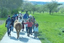 Familienausflug Wandern mit Lamas: Veranstalter Kulturfenster Heidelberg - Bild: Kind führt Lama 