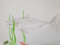 Kinderworkshop Zeichnen von Tieren im Kulturfenster Heidelberg - Beispiel Hai 