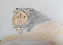 Kinderworkshop Zeichnen von Tieren im Kulturfenster Heidelberg - Beispiel Löwe