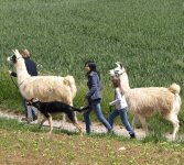 Familienausflug Wandern mit Lamas: Veranstalter Kulturfenster Heidelberg - Bild: Familie mit Lamas und Hund